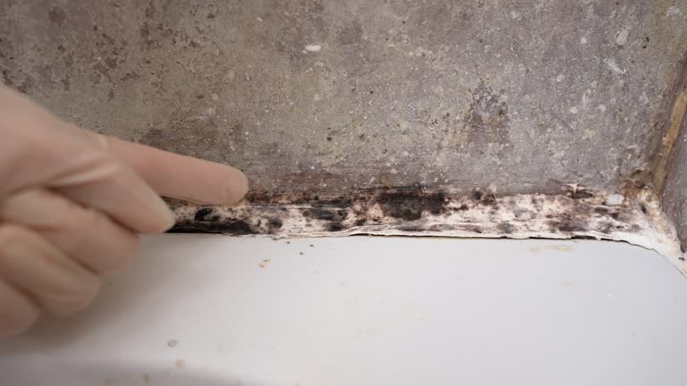 Best Residential Mold Inspection & Testing  in Hohenwald, TN